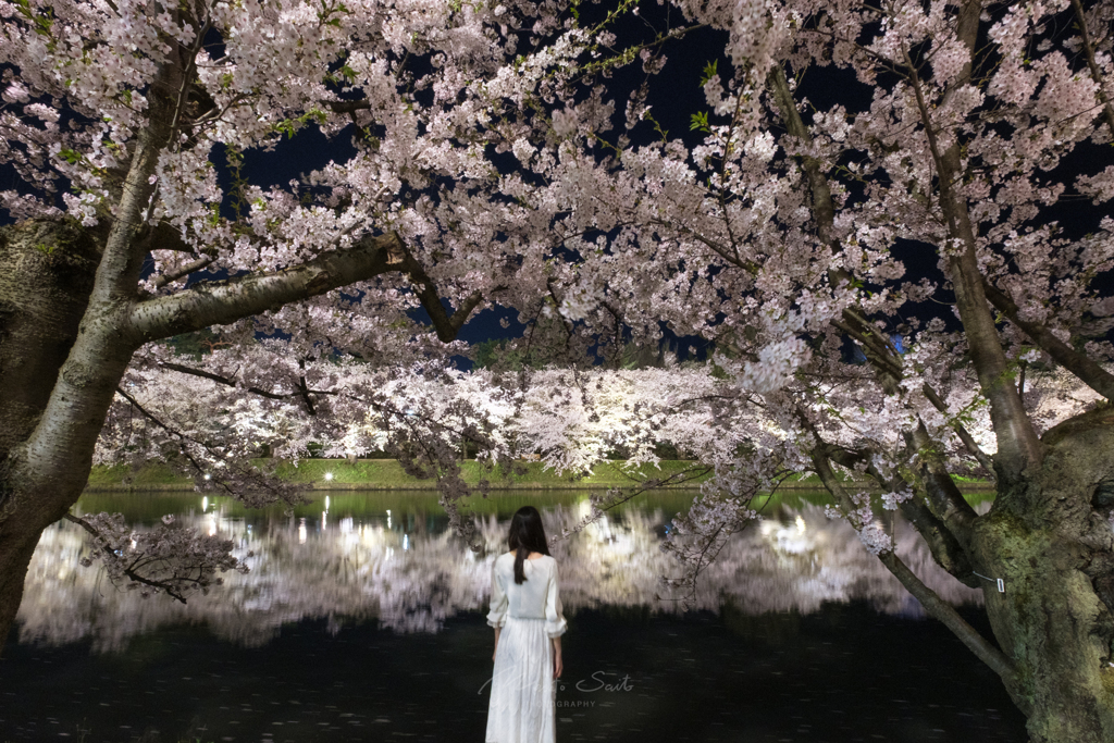 夜桜