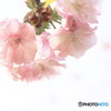 桜　：南殿