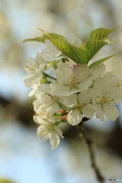 桜　：シロタエ