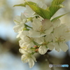 桜　：シロタエ