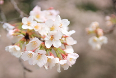 桜雨