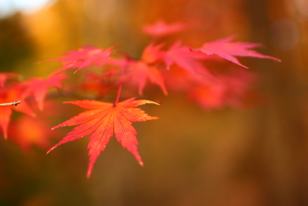 紅葉狩り