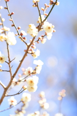 梅