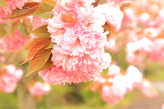 ぼたん桜