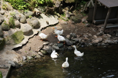 南が丘牧場のあひる
