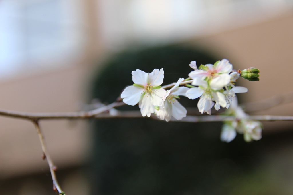 寒桜