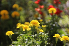 花壇