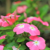 庭の花
