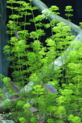 水槽