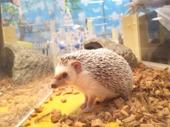 ハリネズミ