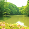西山荘の池