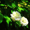 紫陽花