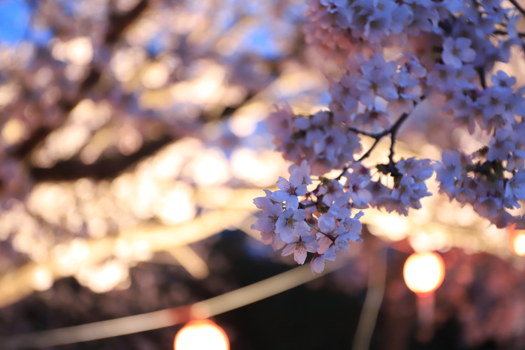 桜祭り