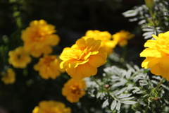 花の名前
