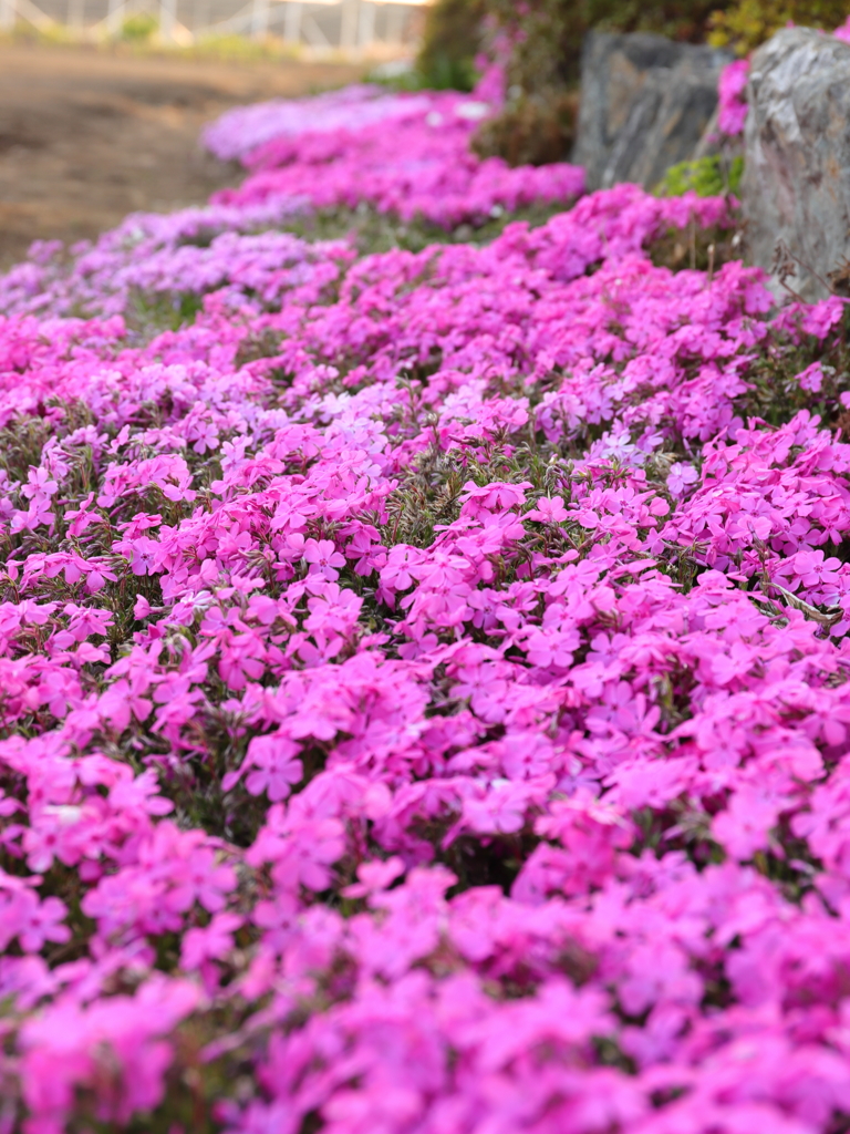 芝桜