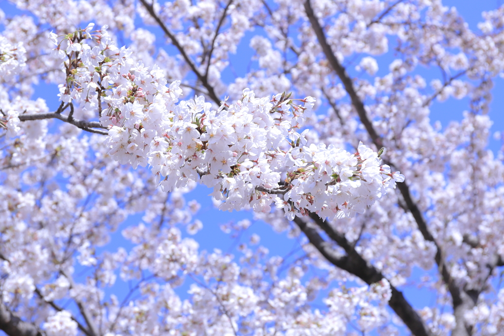桜