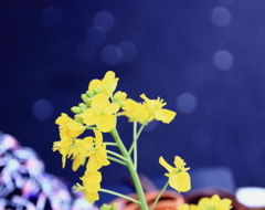 菜の花