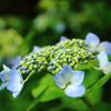 紫陽花2
