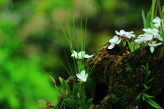 何の花