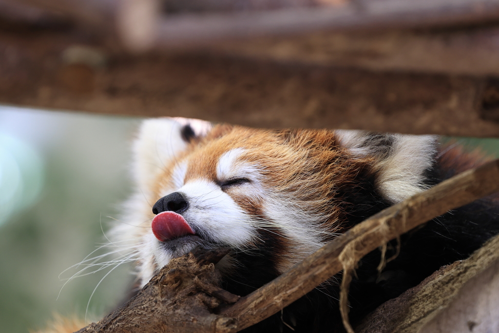レッサーパンダ
