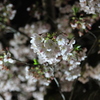 夜桜