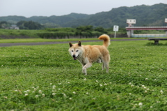 クローバーを探していたら