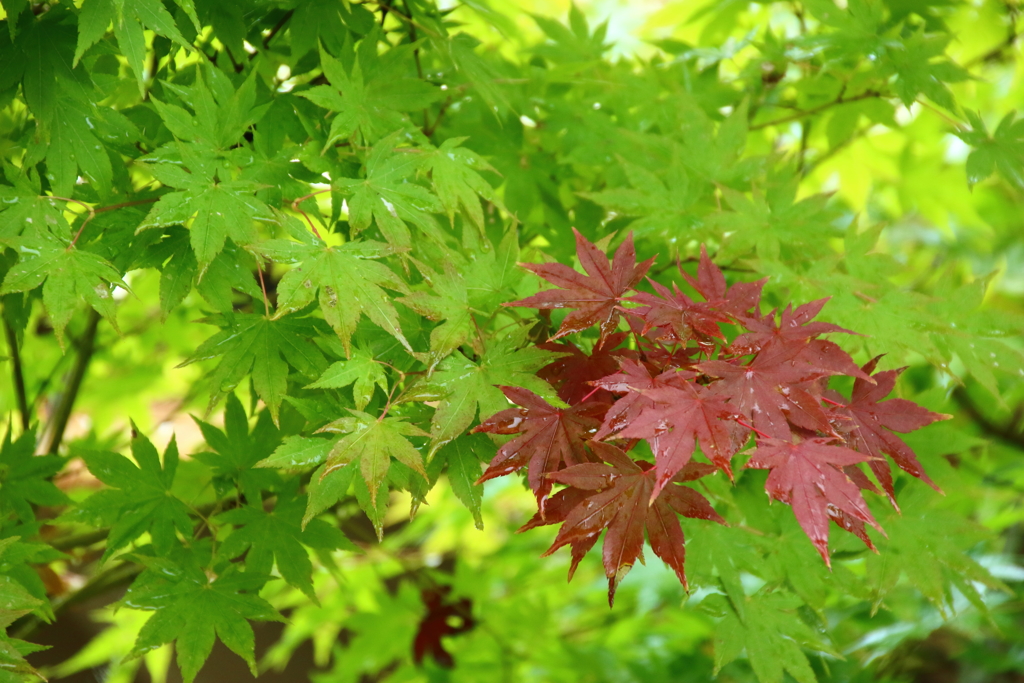 一部紅葉