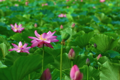 蓮池