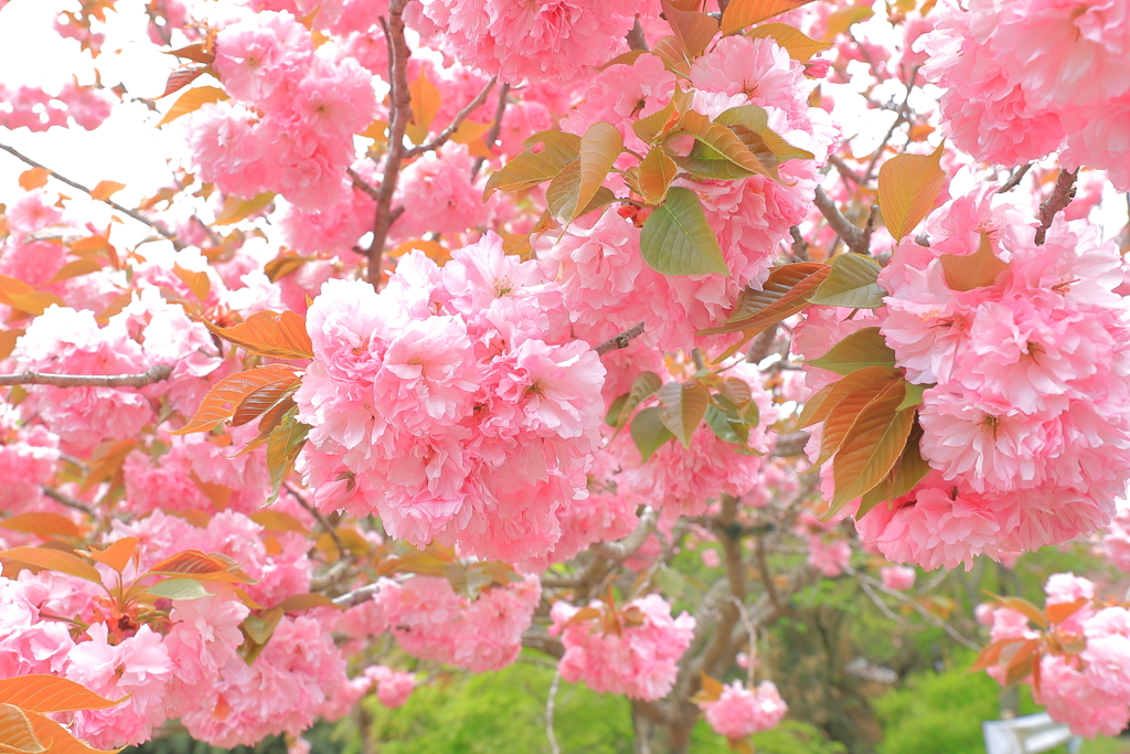 ボタン桜