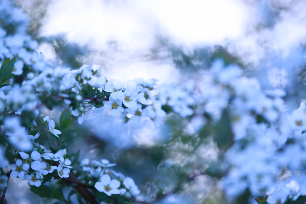 春の雪