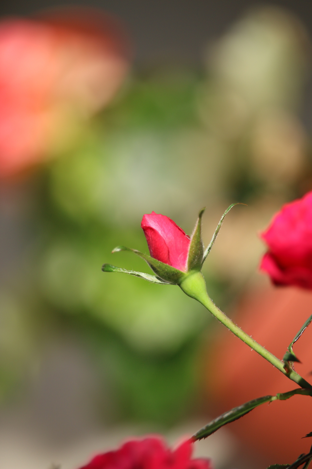 ミニ薔薇の蕾