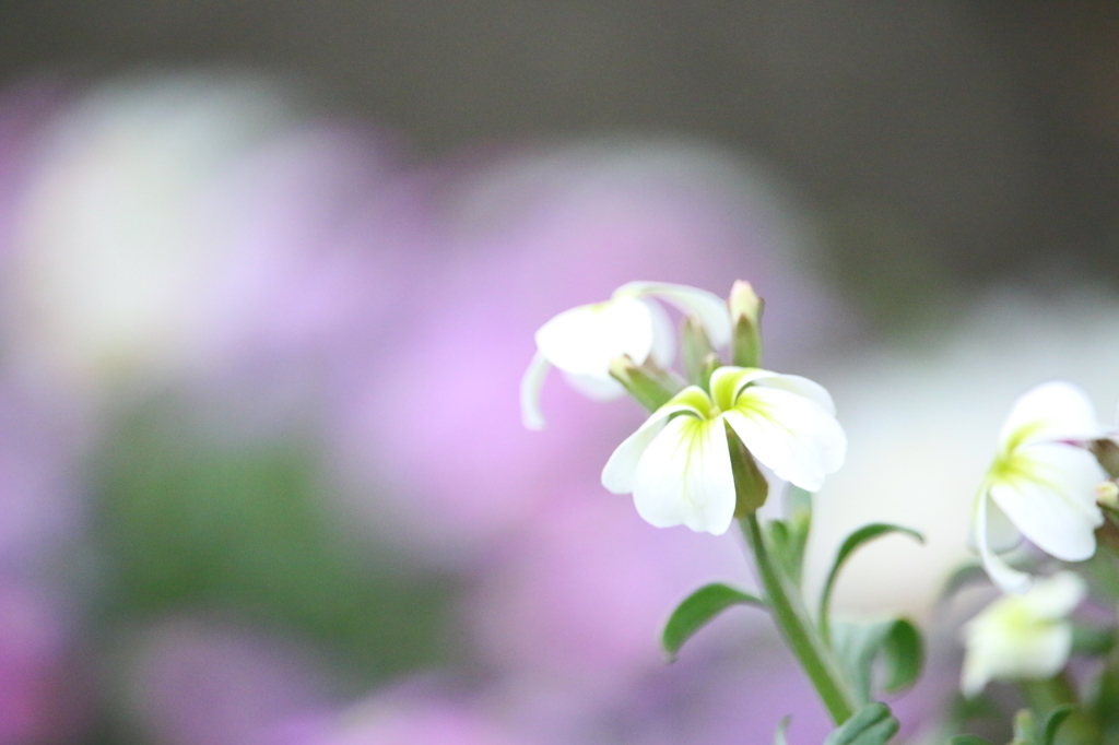 ちっちゃな白いお花さん　再投稿