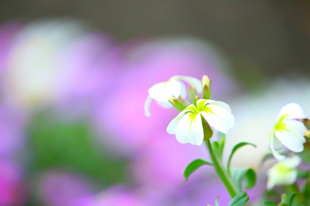 ちっちゃな白いお花さん