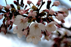 可憐な淡い桜