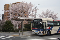 バスと桜