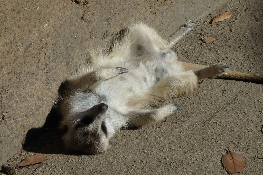 ミーアキャット