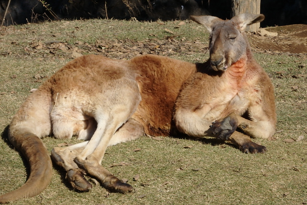 カンガルー
