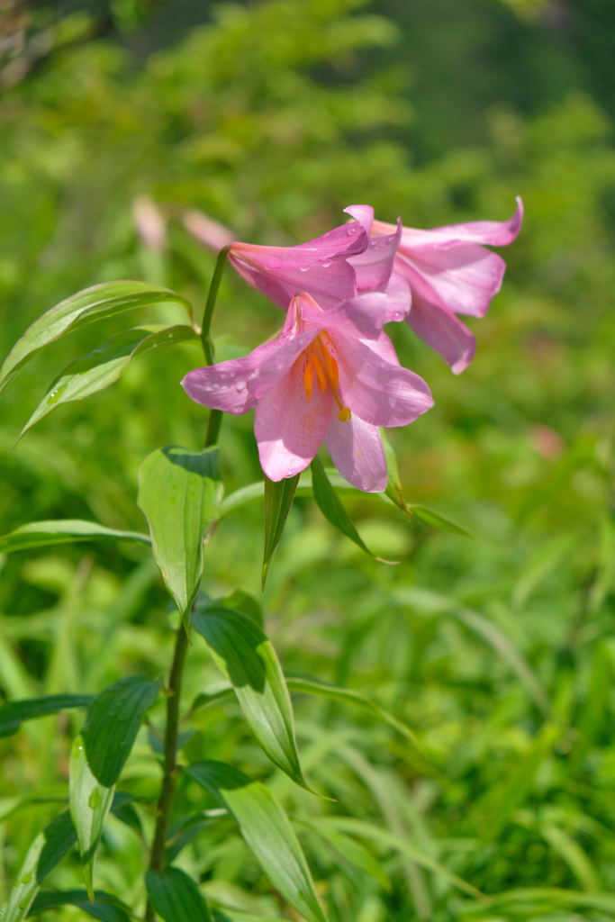 2019.6.25 鬼が面山 ヒメサユリ登山_7
