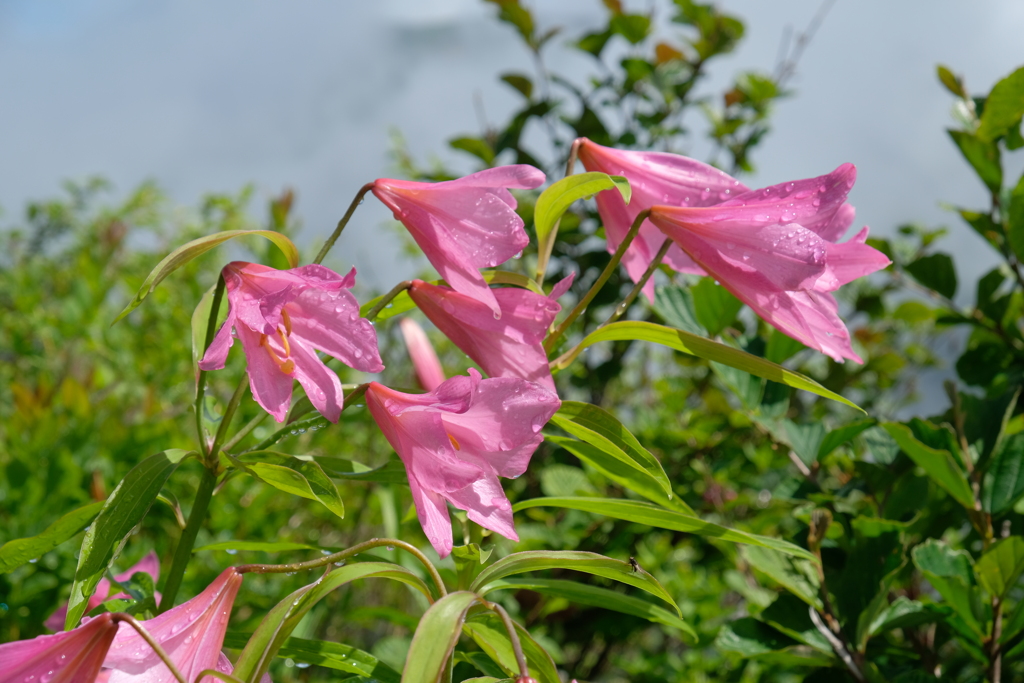 2019.6.25 鬼が面山 ヒメサユリ登山_4