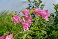 2019.6.25 鬼が面山 ヒメサユリ登山_4