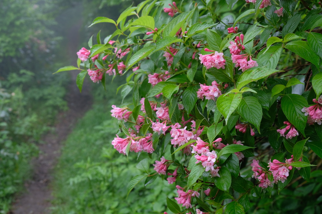 2019.6.25 鬼が面山 ヒメサユリ登山_1