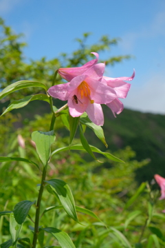 2019.6.25 鬼が面山 ヒメサユリ登山_6