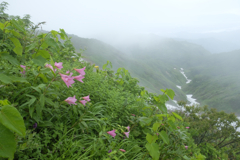 2020飯豊_雪渓を見下ろして咲くヒメサユリ