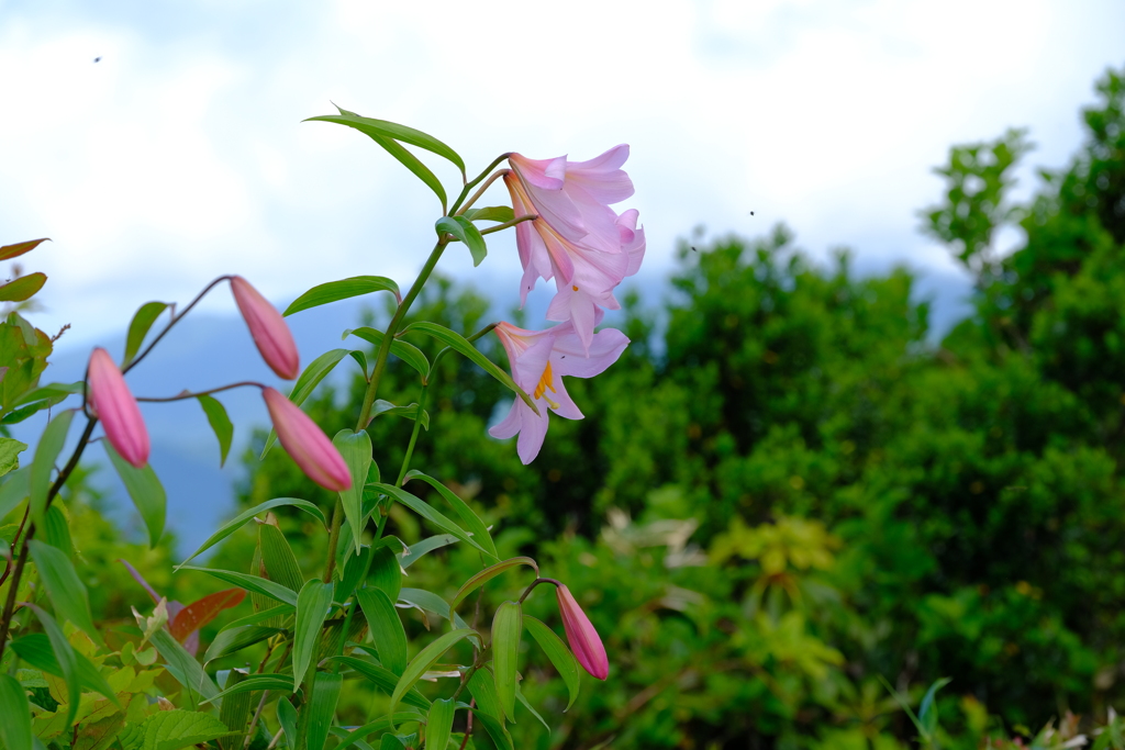 2019.6.25 鬼が面山 ヒメサユリ登山_12