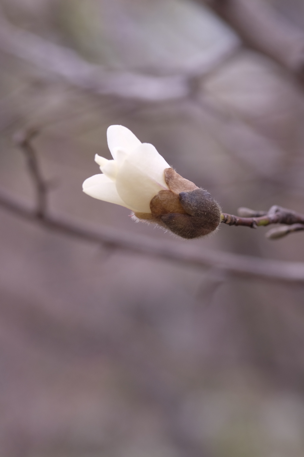 コブシの花