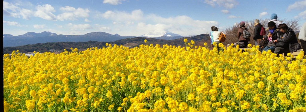 吾妻山公園の菜の花畑