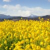 吾妻山公園の菜の花畑