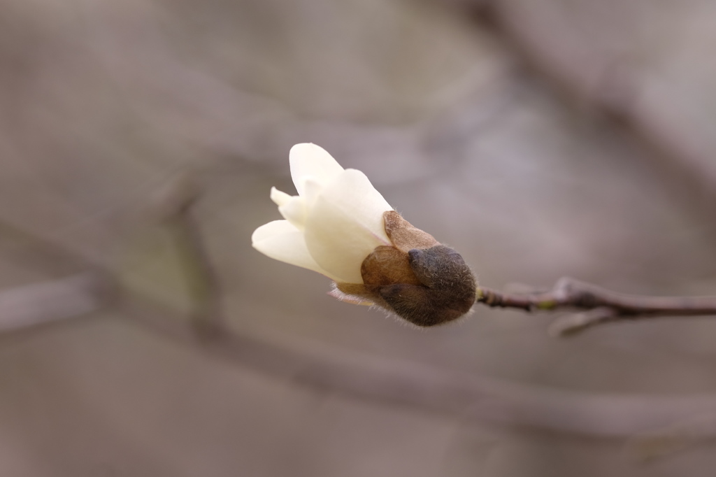 コブシの花