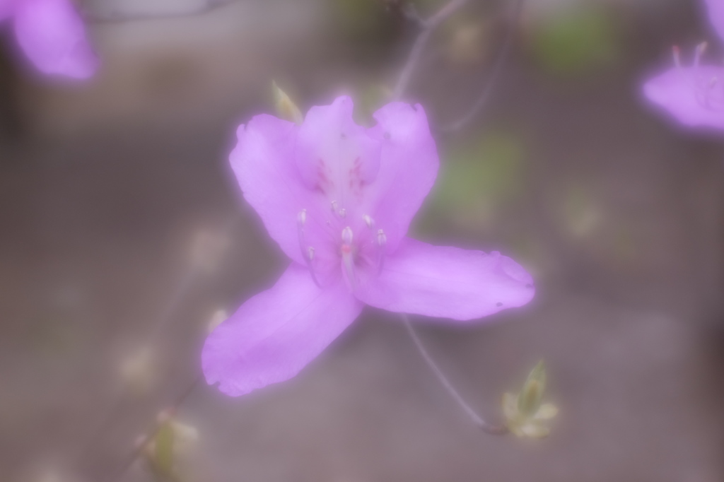 _DSF8588
