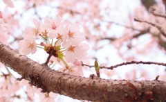 Cherryblossom 